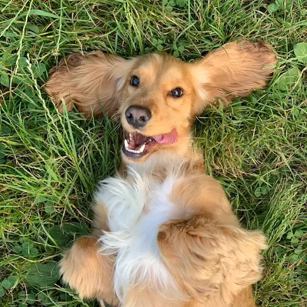 Happy pet at the groomer 4