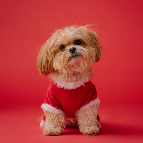 Max before grooming