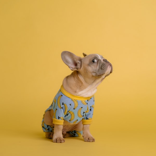 Happy pet 6