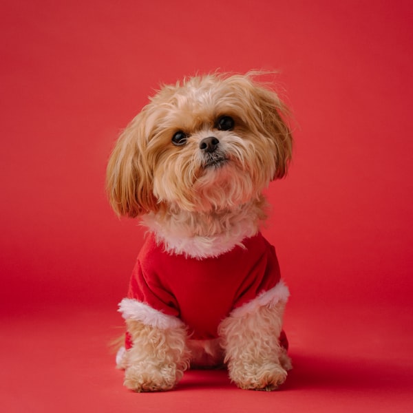 Happy pet 2