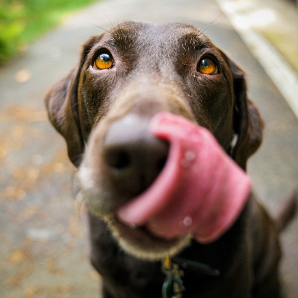 Happy pet 3