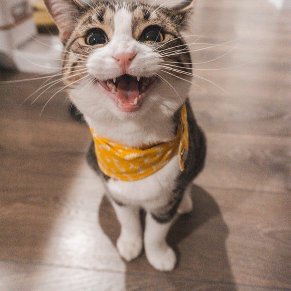Happy pet 4